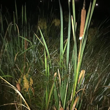 The Haunted Froglands 5