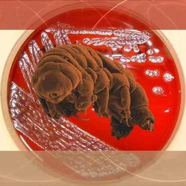 Microscopic Acid Forms
