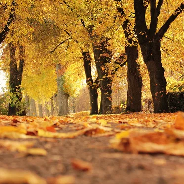 I woke up in the Yellow Forest