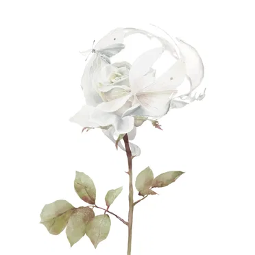 白い薔薇