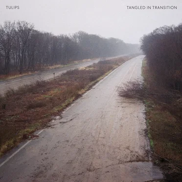Tangled In Transition by Tulips - album cover