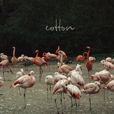 Cotton by Cats Never Die - album cover
