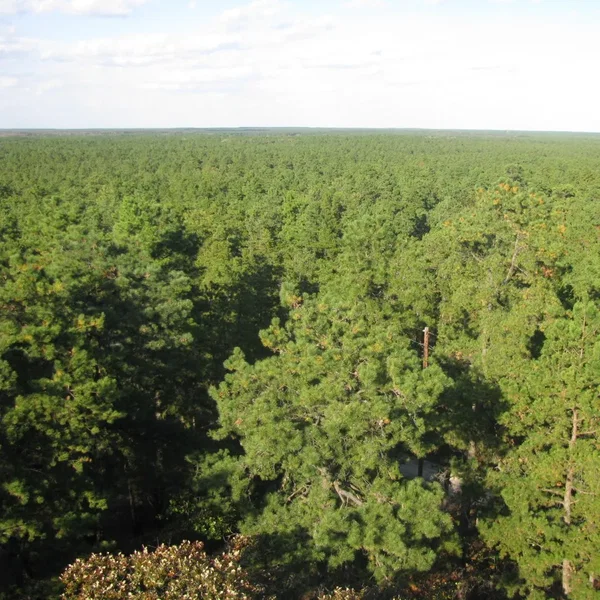 Pine Barrens