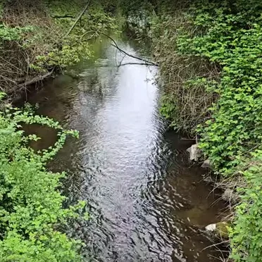 North Creek Trail (Cellphone Recordings) (05-07-2025)