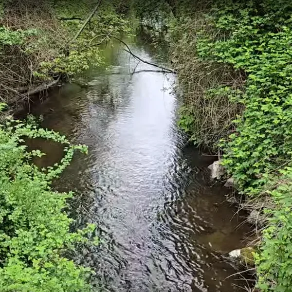 North Creek Trail (Cellphone Recordings) (05-07-2025)