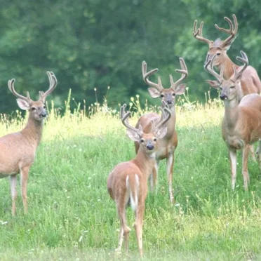#DEERSQUAD