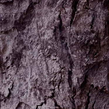IFDVC single by Incendios Forestales del Viejo Continente - album cover