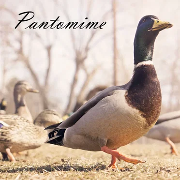 The Pantomime Demos by Pantomime - album cover