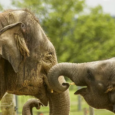 🐘