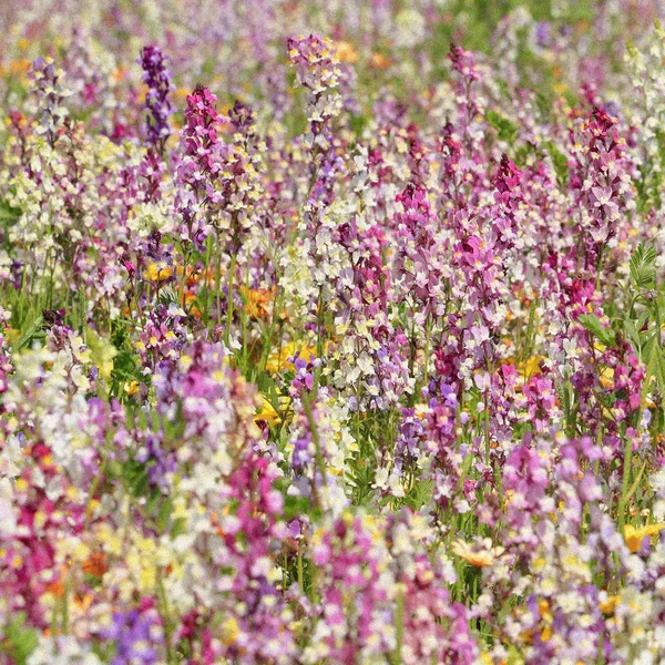 I’ve Never Seen a Garden More Beautiful