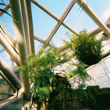 houseplants by dino spumoni - album cover