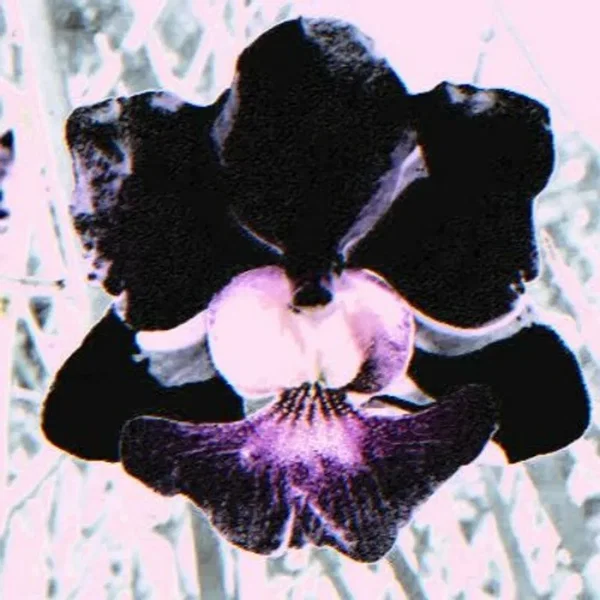 orchid