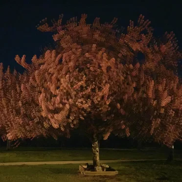 The Crystalline Tree