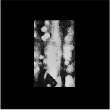 Untitled: 1981–1983