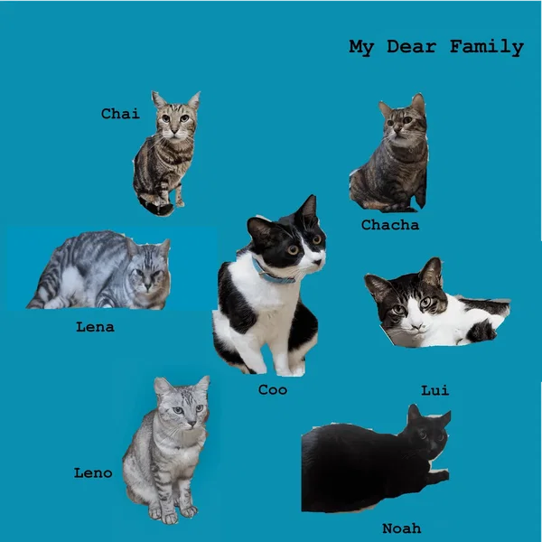 My Dear Family