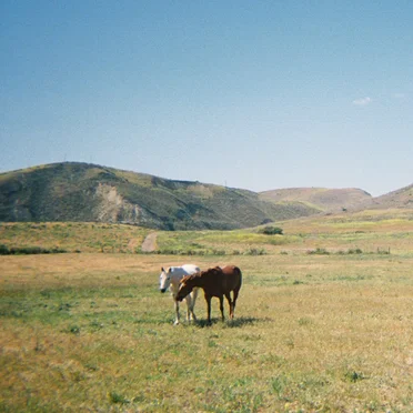 Do I Like You Like That?