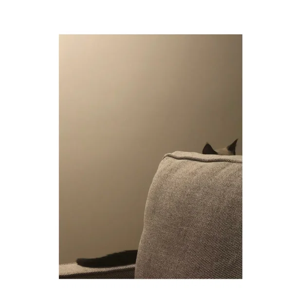 Neko 2021