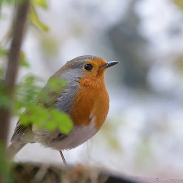 Learn From One Bird How to Sing