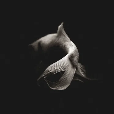 Celesta by Maria Coma - album cover