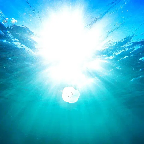 Solar Wave