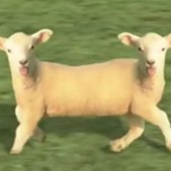 Baaa