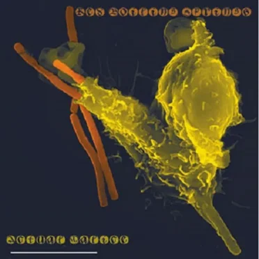 Actual Malice by Red Boiling Springs - album cover