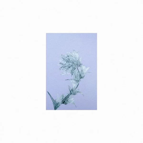 Frozen Thorny Flower