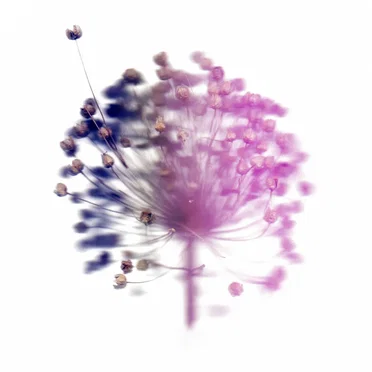 Loose Contacts / Tense Present by Haiku Garden - album cover