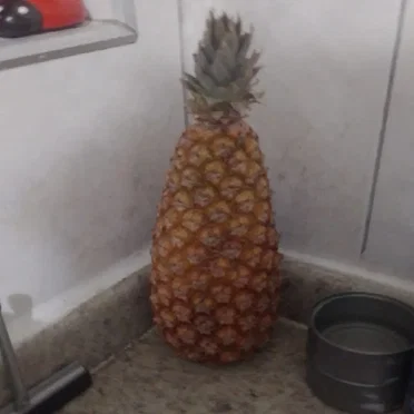 Alemanha Empadinhas