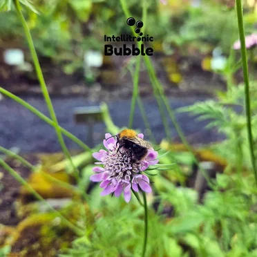 Bubble Flowers Viisi by Various Artists - album cover