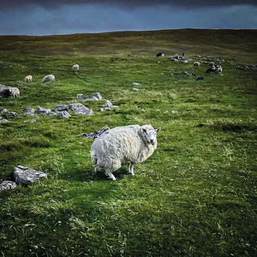 Pastoral by Poor Genetic Material - album cover