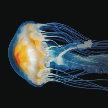Jellyfish (Méduse Nocturne)