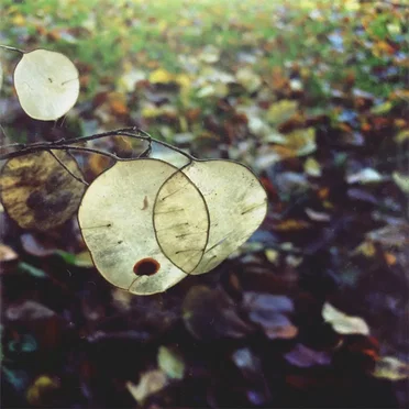 Eaten from the Inside