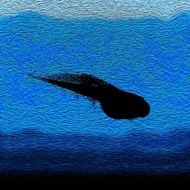 As the Larvae Swim Freely