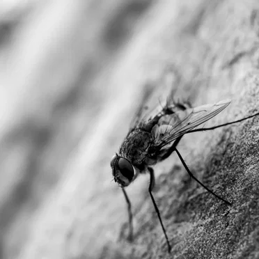 The Numerous Qualities of Lying