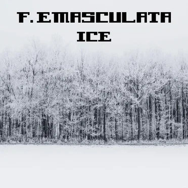 Ice
