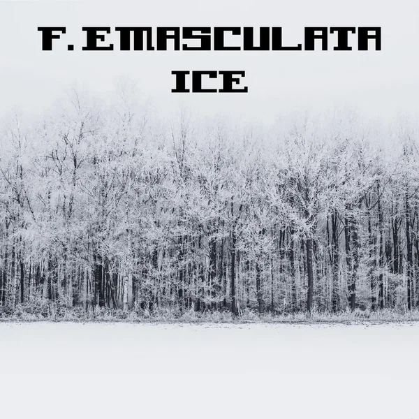 Ice