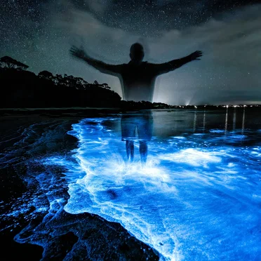 Bioluminescence