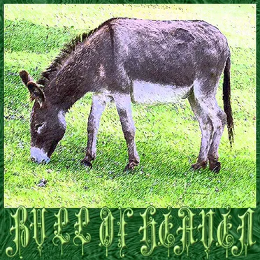 186: A Donkey's Head Sold for Eighty Shekels of Silver