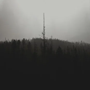 Beast of Misery