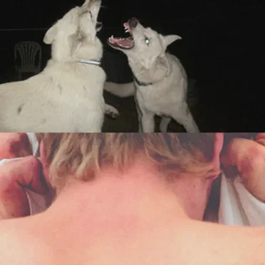 die welt geht vor die hunde