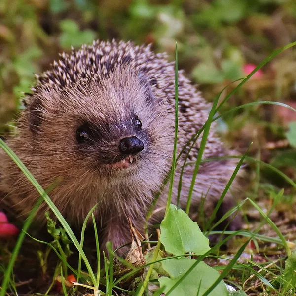🦔