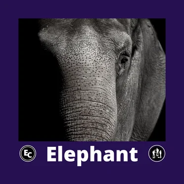 Elephant by Enigmatic Clergy - album cover