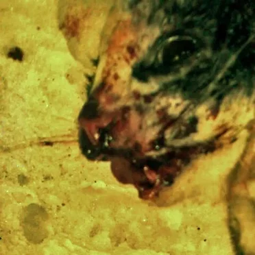 Roadkill: The Asclepius E.P.