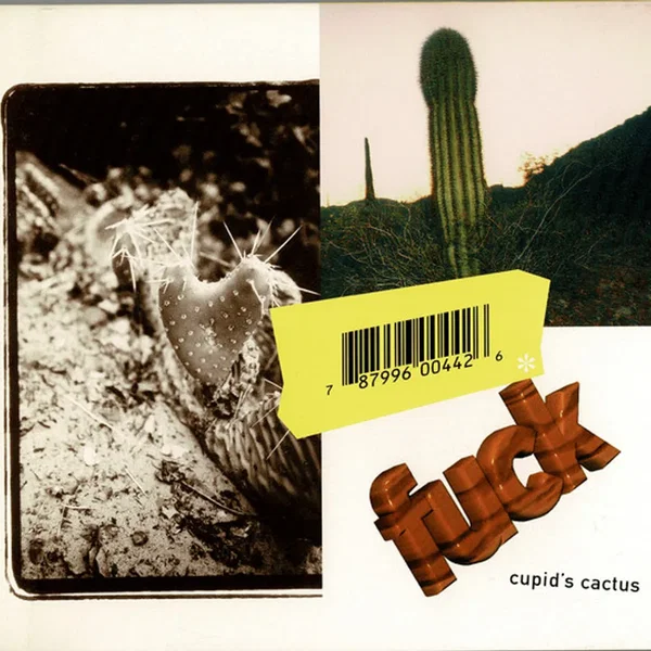 Cupid’s Cactus