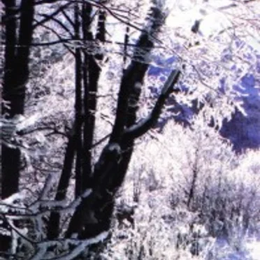 Petit Moussa by Petit Moussa - album cover