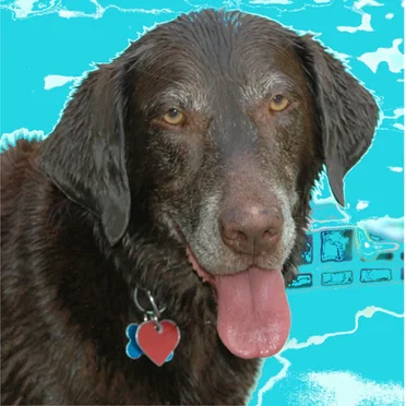 Buddhist Labrador by doctorfarmz - album cover
