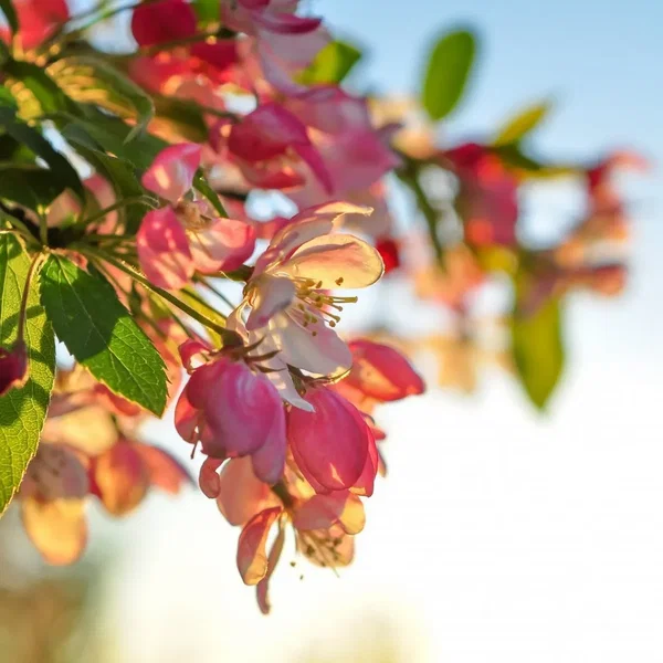 Under A Spring Sun