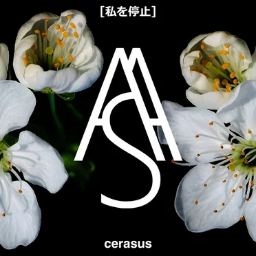 Cerasus