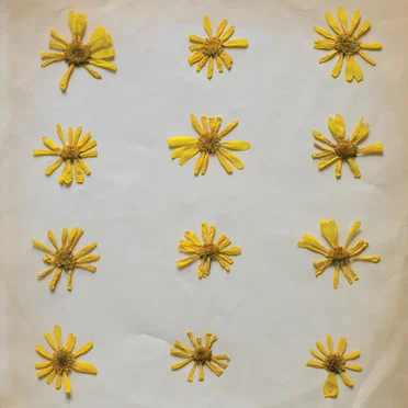 Flowers in the Spring by The Molochs - album cover